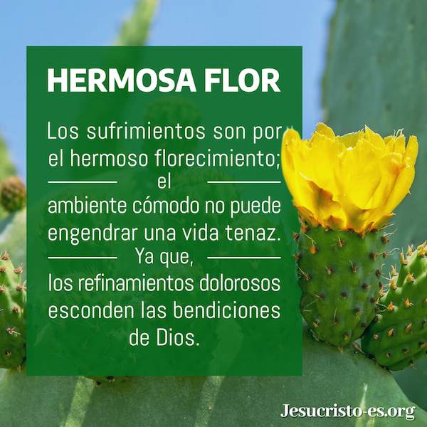 Hermosa flor